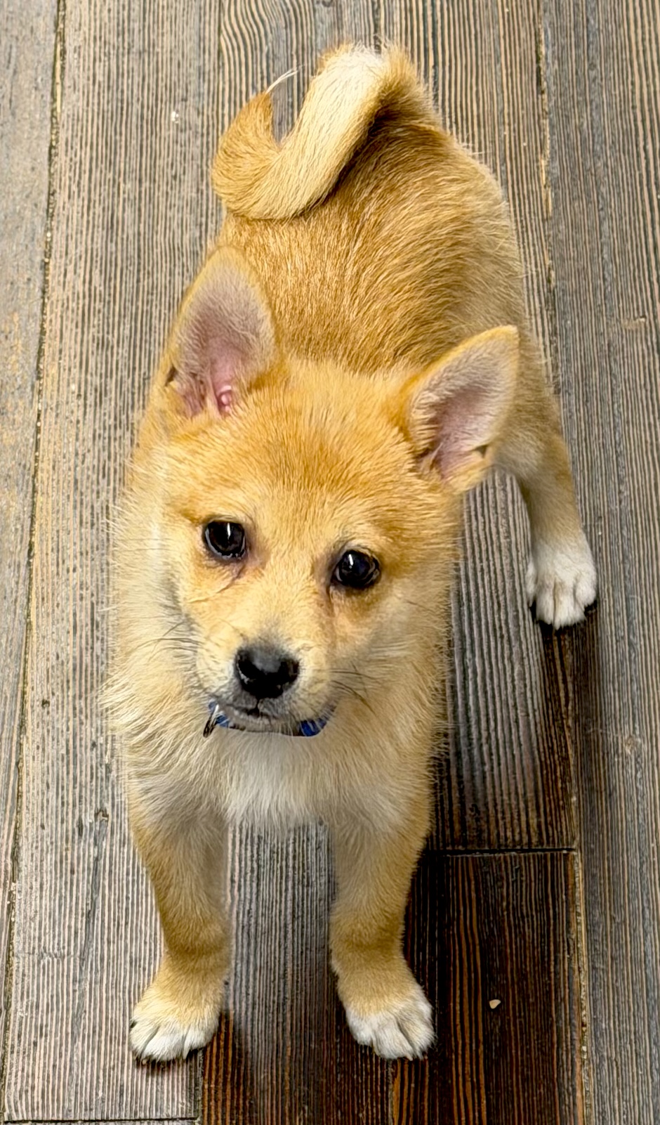 Fox Bradford, official Will's Copy Center greeter