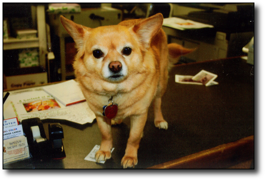 Milo Bradford, official Will's Copy Center greeter